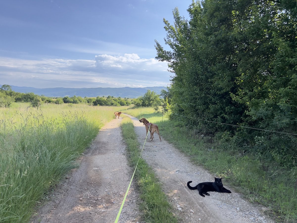 Miki on a walk with Lava and Hela