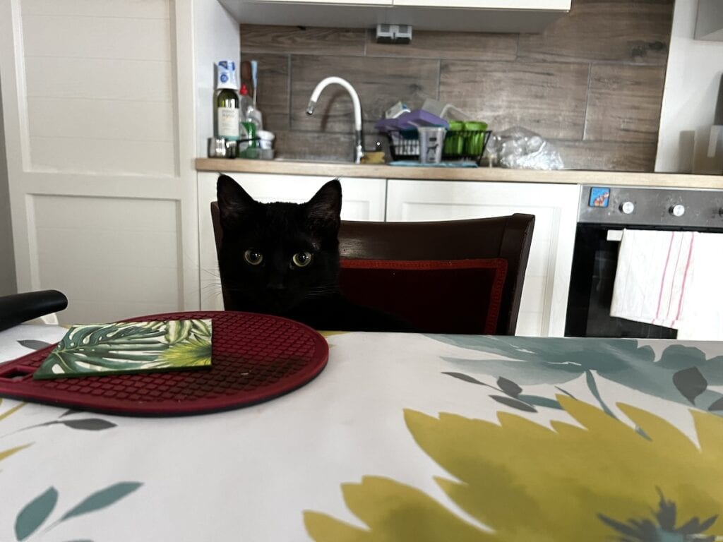 Miki sitting at the kitchen table waiting to be fed