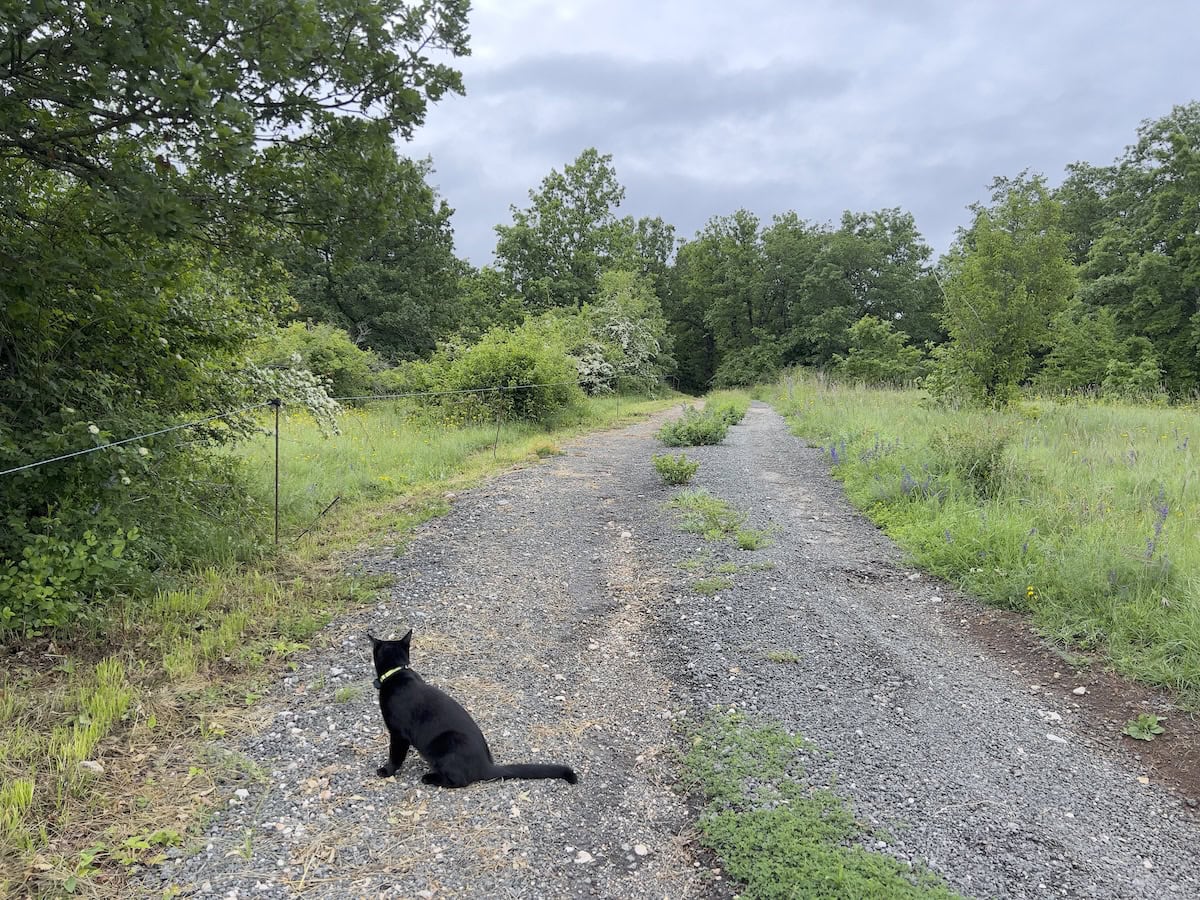 Miki sitting in the road