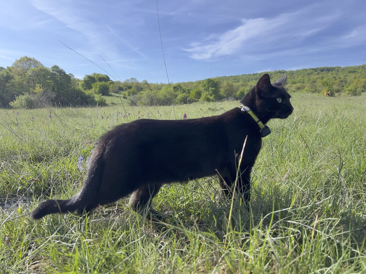 Miki walking through the grass wearing his collar