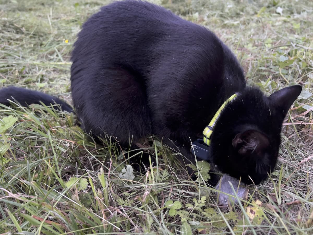 Miki with a recently hunted mouse