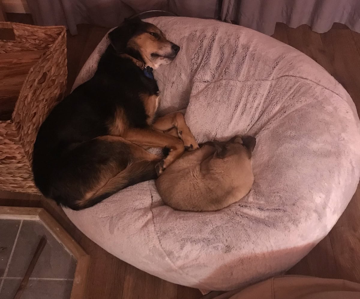 Our babies 'snuggling'.