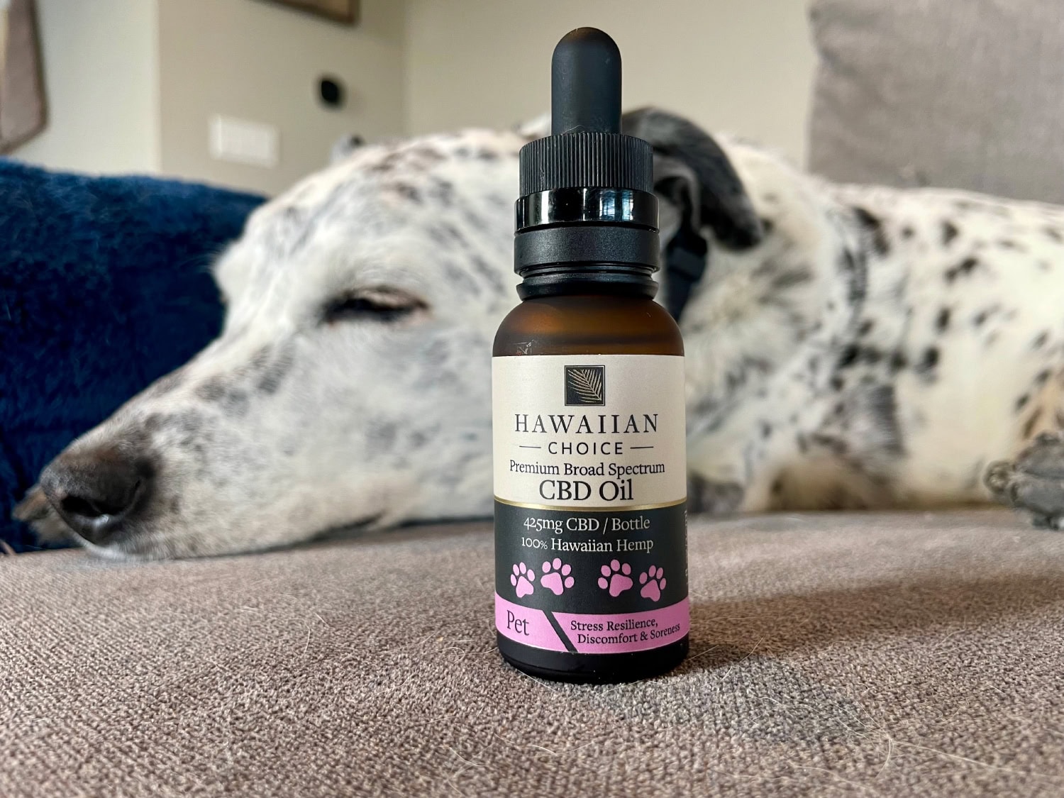 Rare Cannabinoid Company Pet CBD Oil - product bottle and ragz in the background sleeping