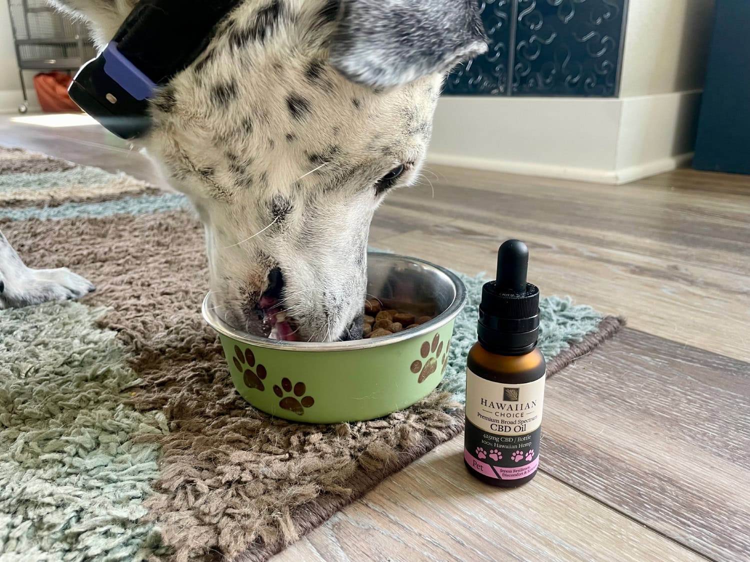 Rare Cannabinoid Company Pet CBD Oil - ragz eating dog food with CBD oil