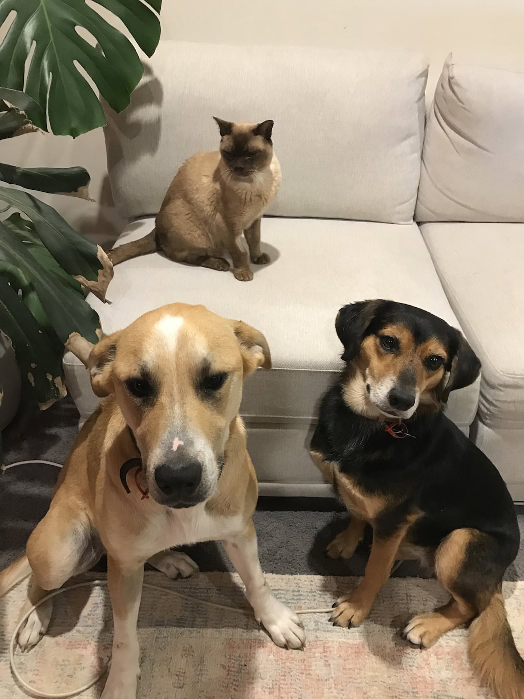 The three monkeys, first photo. Baby Cat not yet convinced.