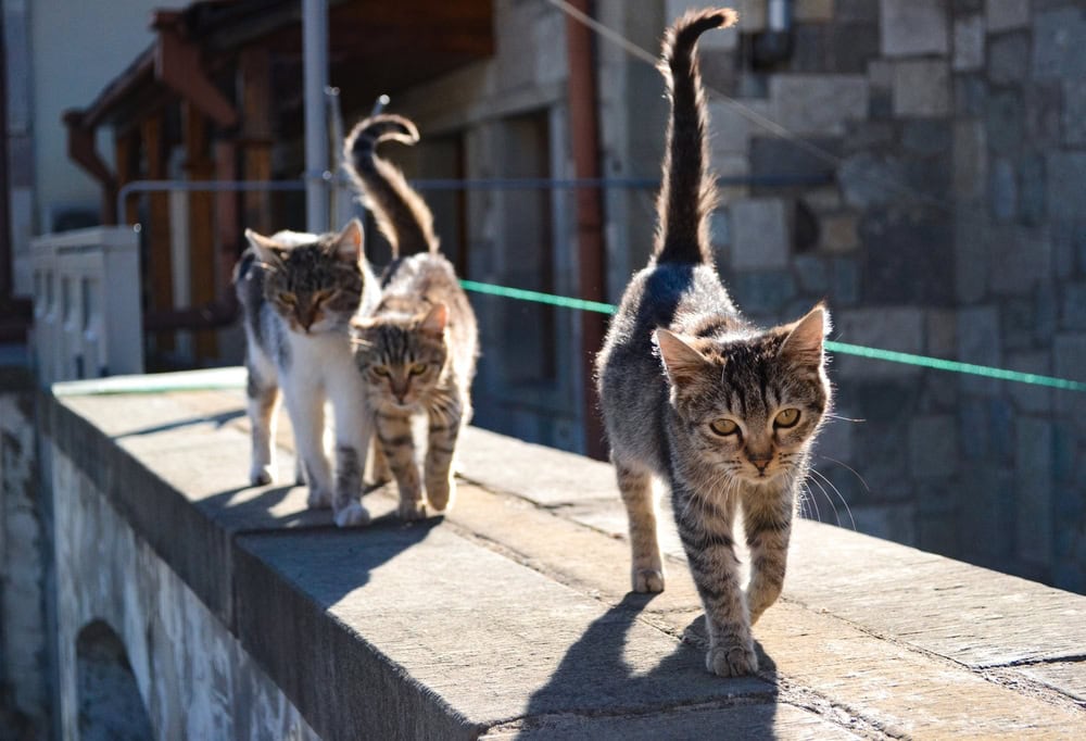 Three street cats walking outside