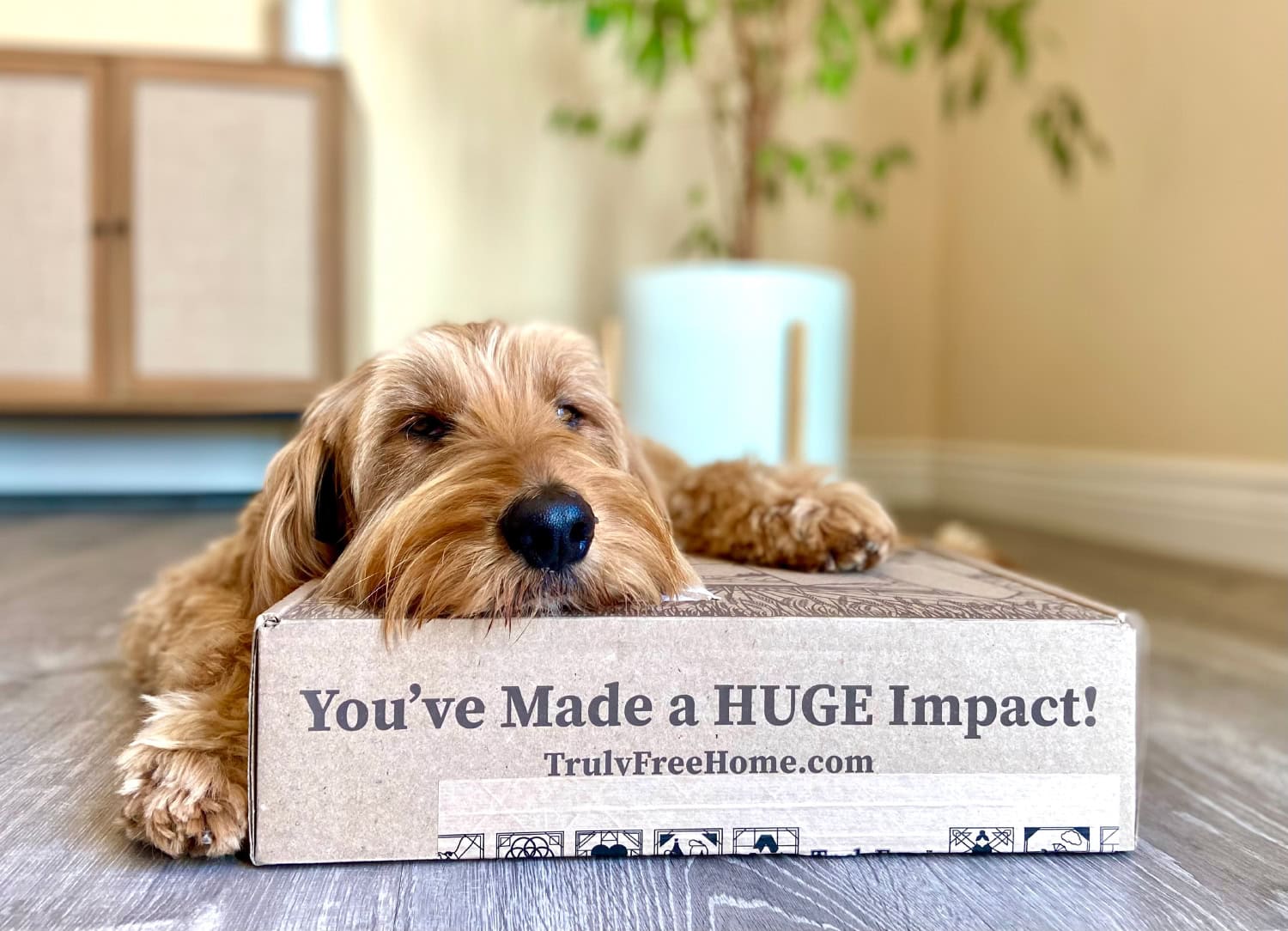 Truly Free - micah with box