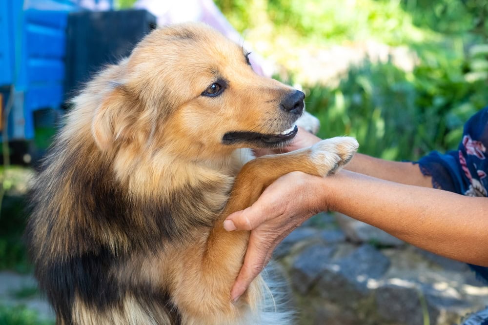 a dog leaning on owner's arms
