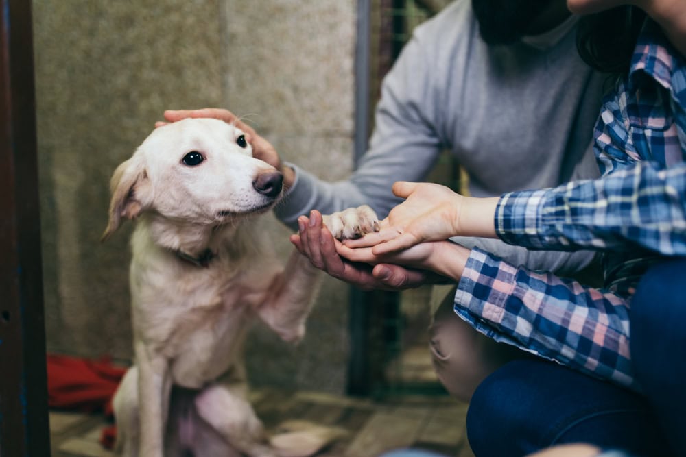 a family choosing a dog for adoption at the shelter