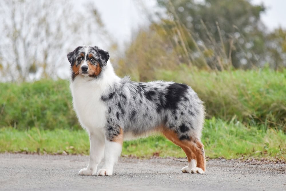 australian shepherd dog stands sideways outdoors