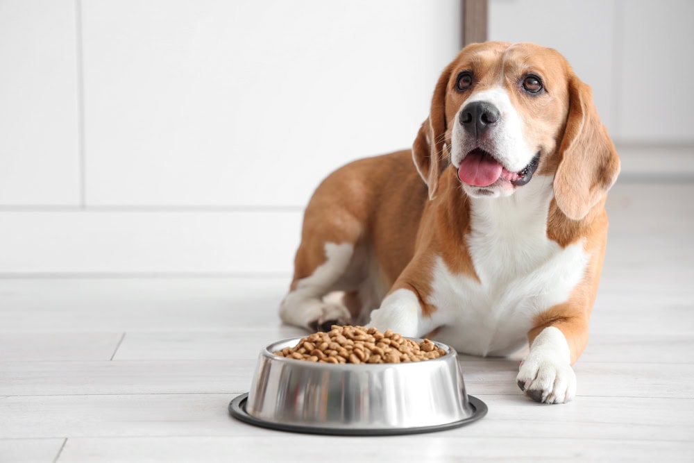 beagle dog lying next to a dog bowl with dry food