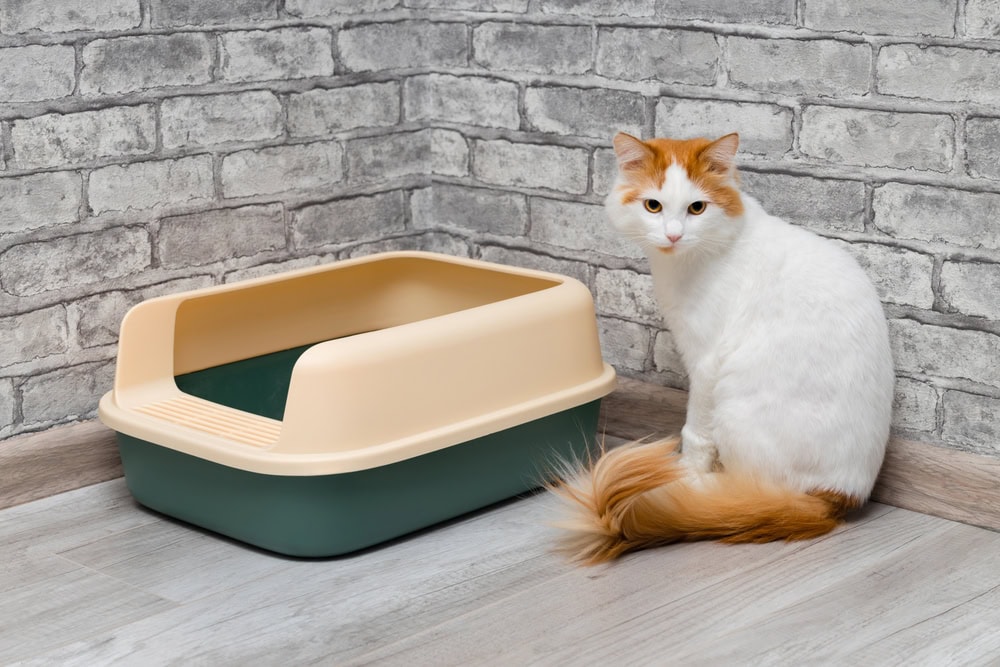 cat sitting near a litter box
