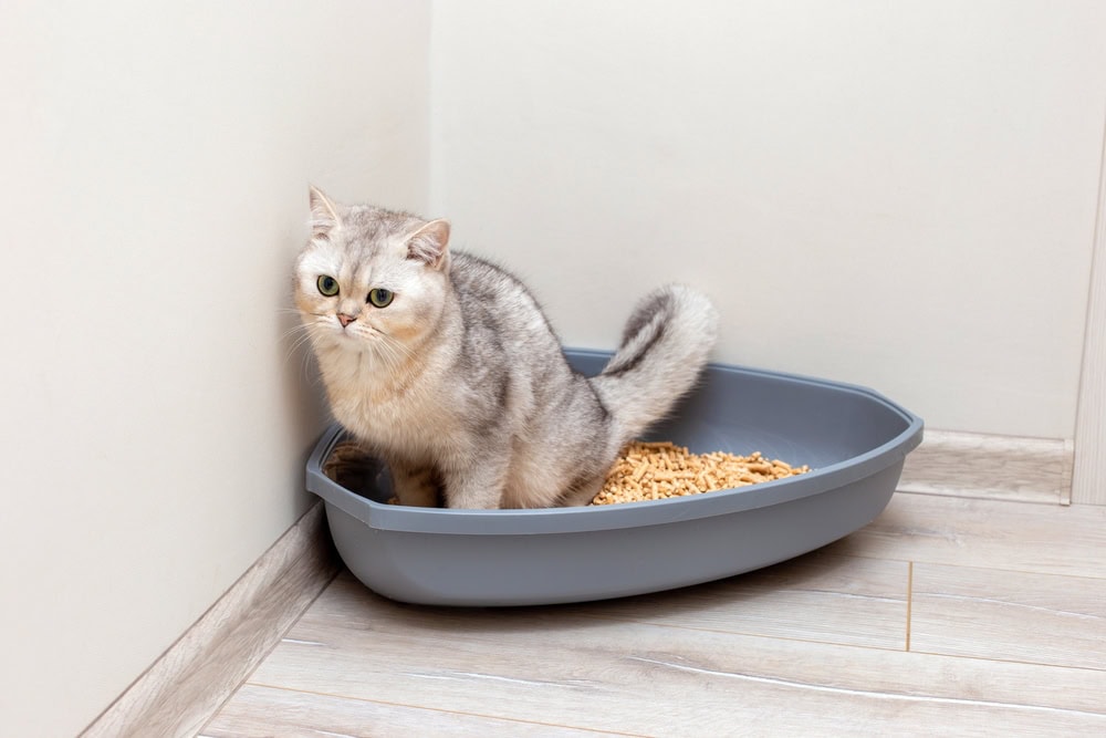 cat using a litter box