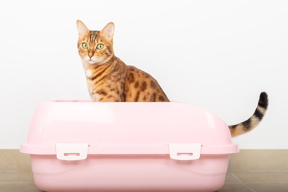 cat using a litter box