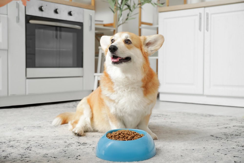 corgi sitting next to a feeding bowl with dog food