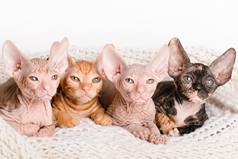 cute four sphynx kittens on a light background