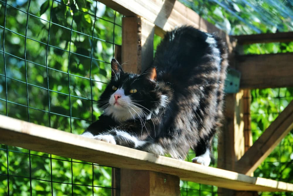 fluffy cat stretching in a catio