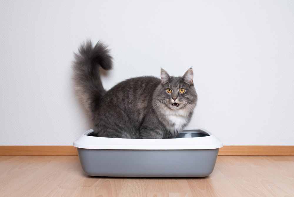 fluffy cat using the litter box