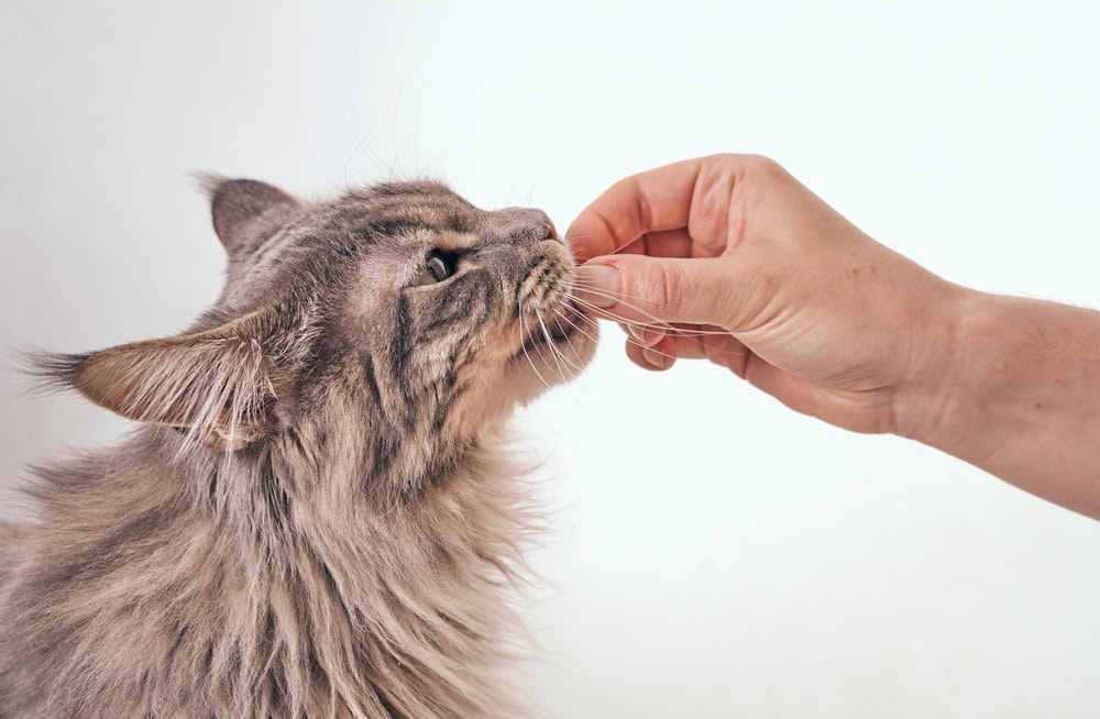 fluffy tabby cat getting a treat from the owner