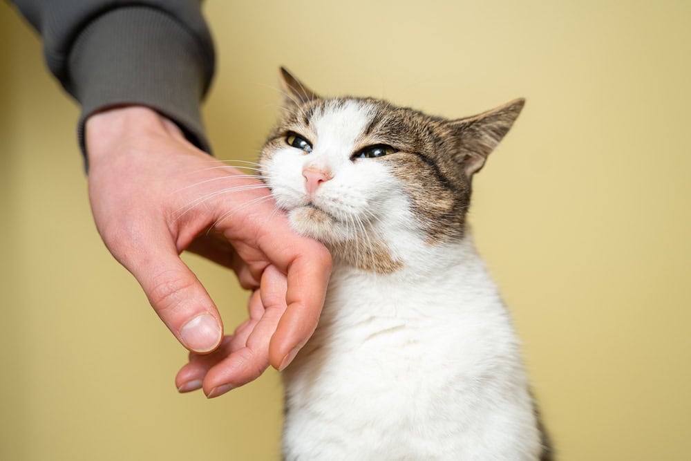 hand caressing a cat at the shelter