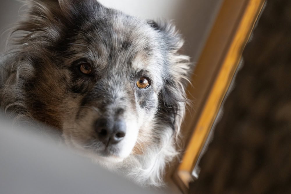 old Australian Shepherd gray merle dog looks thoughtfully and sad