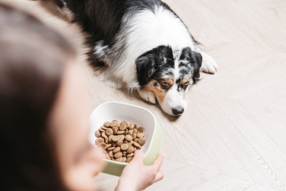 owner holds a bowl of dry food for australian sheperd dog