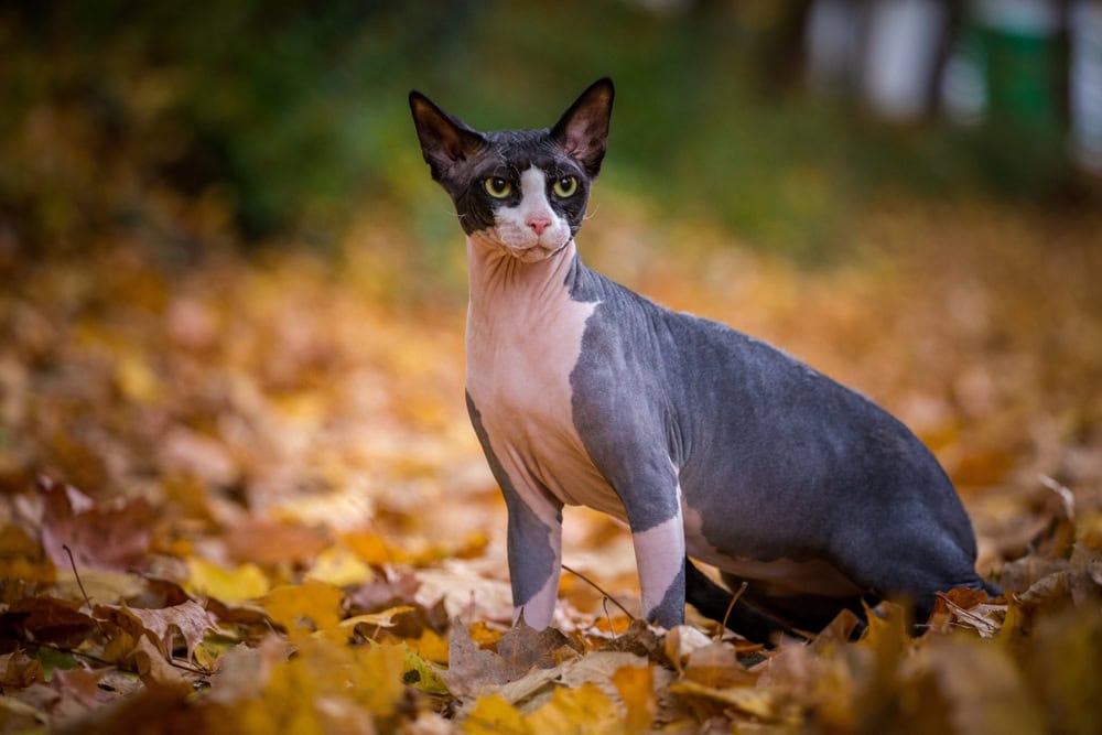 sphynx cat sitting on autumn leaves
