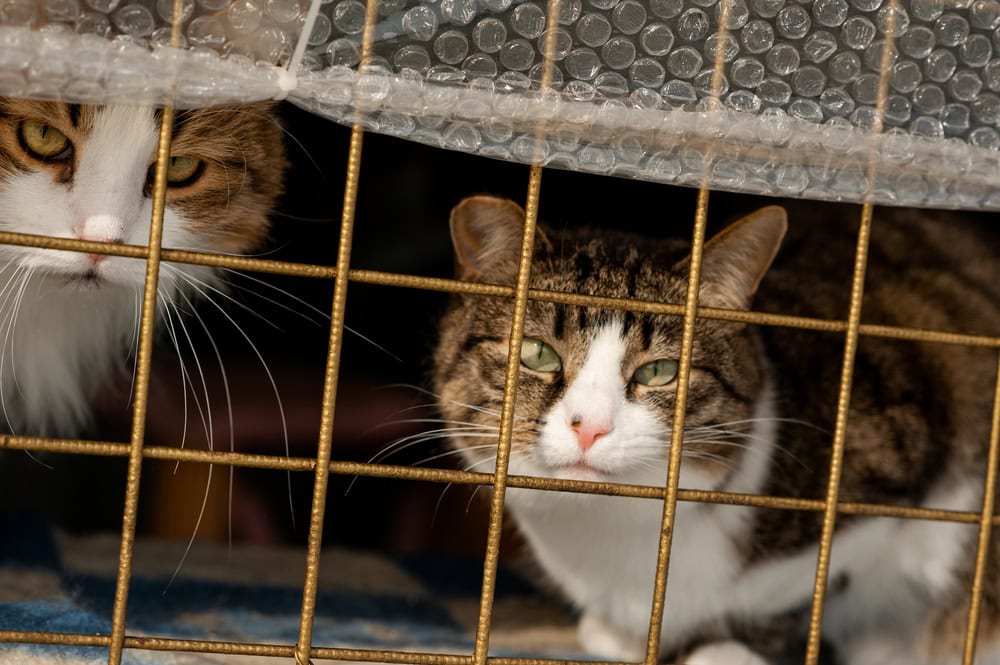 stray cats in a cage