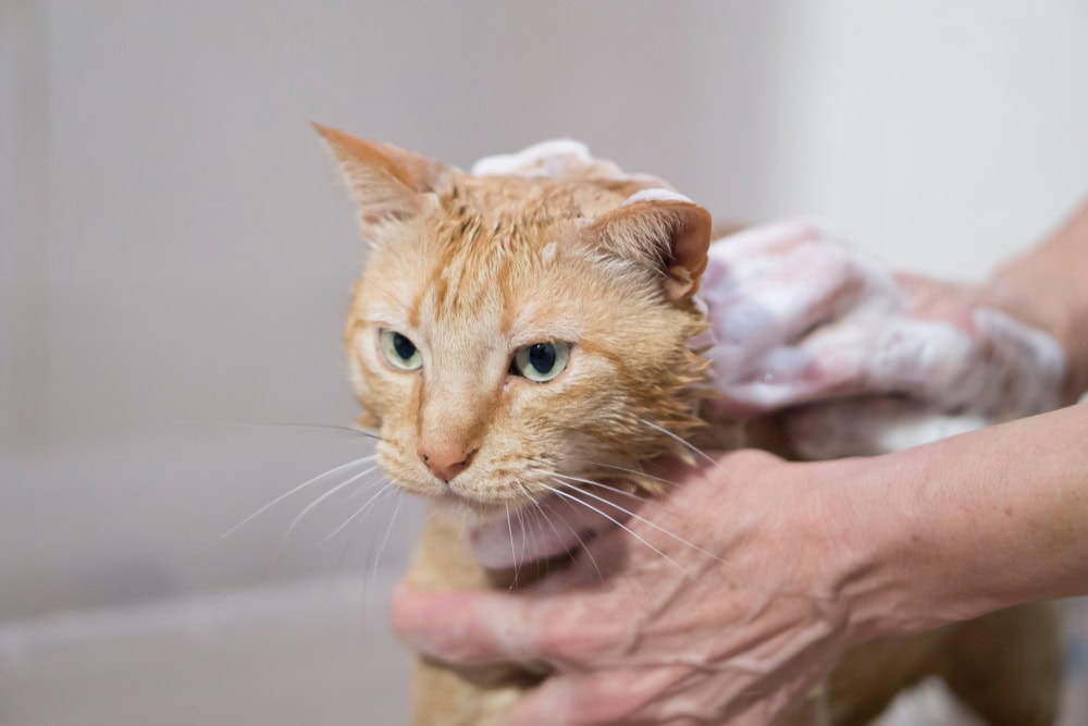 tabby cat getting bathed by the owner