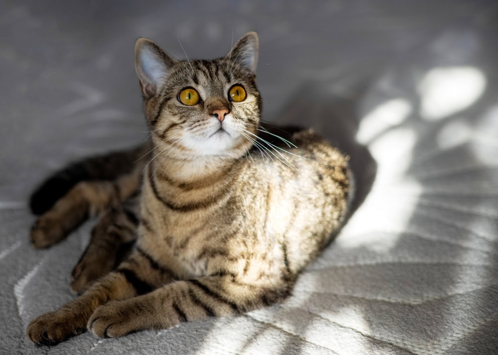 tabby cat lying on a carpet
