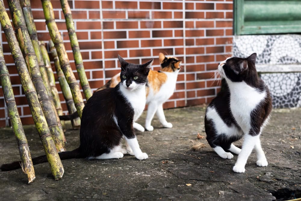 three cats outdoors looking around outdoors