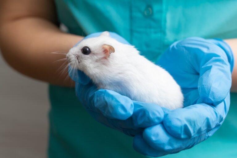 Tumors & Cancer in Hamsters: Signs, Causes & Treatment (Vet Answer ...