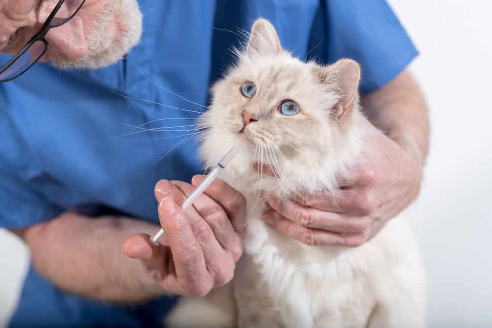 vetirinarian giving a medicine to a cat