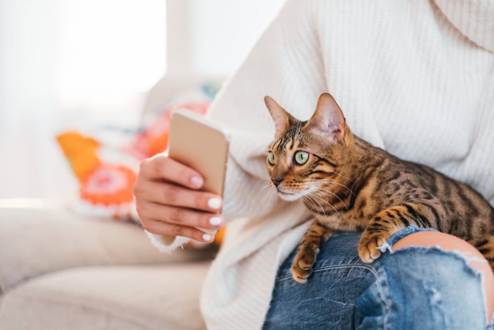 woman holding her phone in front of her cat