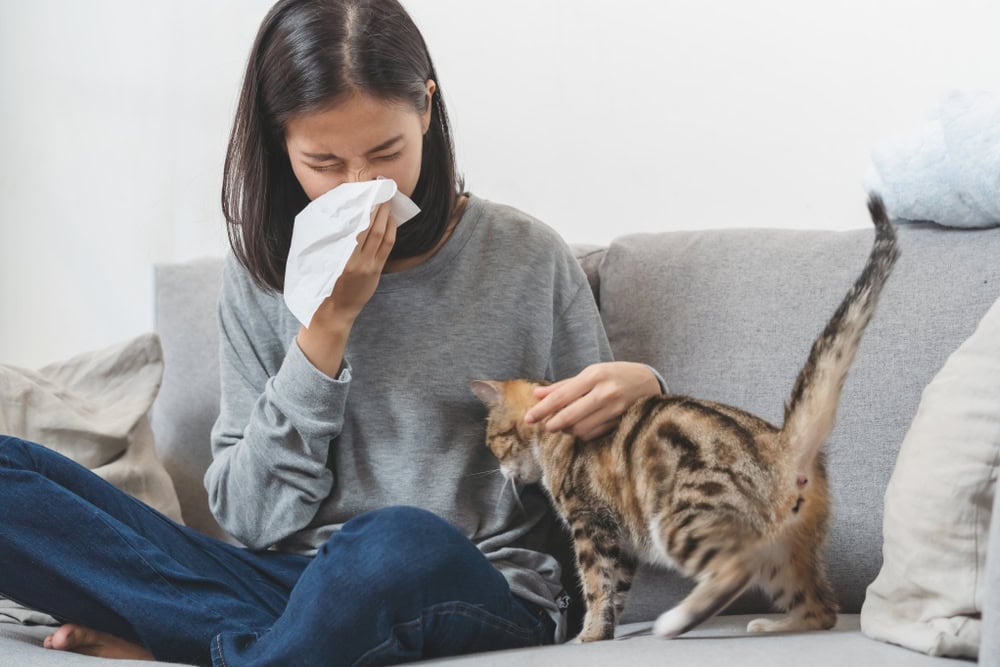 woman sneezing while playing with her cat on couch