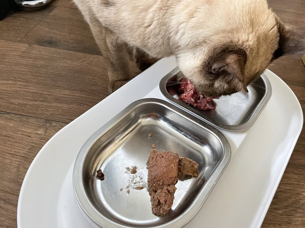 A/B testing with raw and canned cat food. Unsurprisingly, the raw won every time.