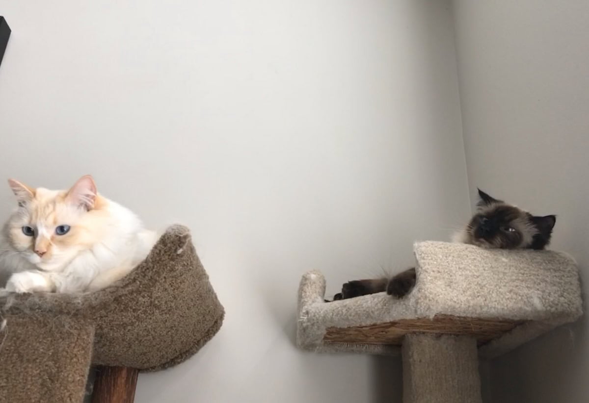 Blue and Natala in side-by-side cat beds