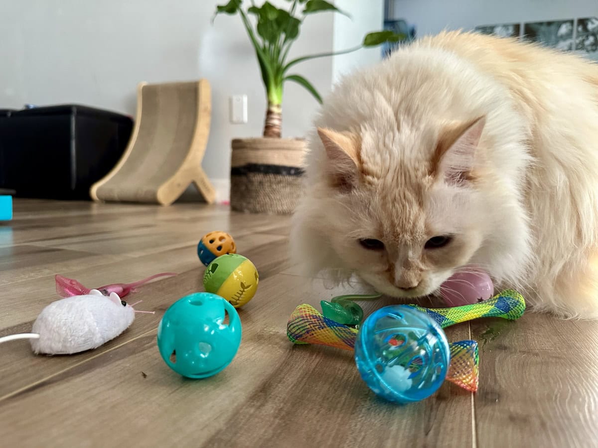 Blue exploring her new toys