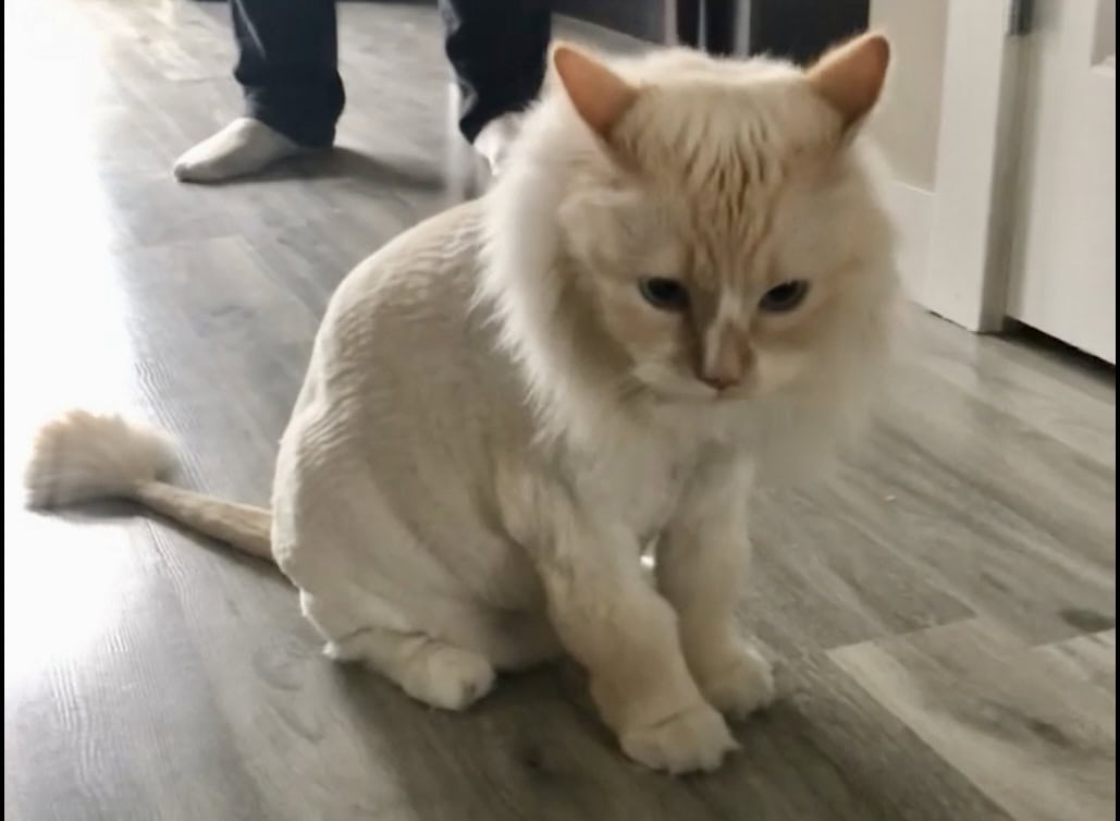 Blue sitting with her lion cut