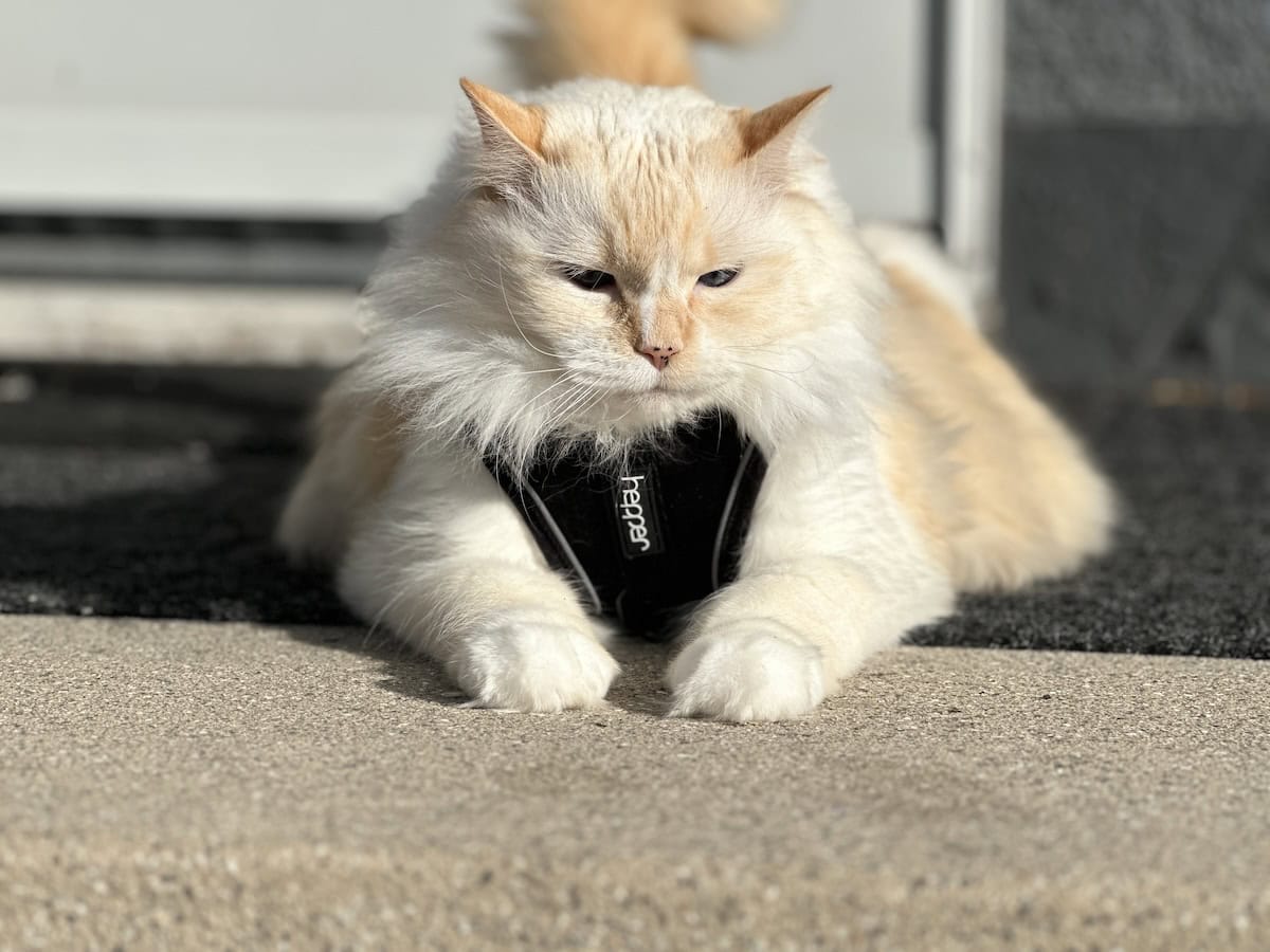 Blue testing the Hepper harness