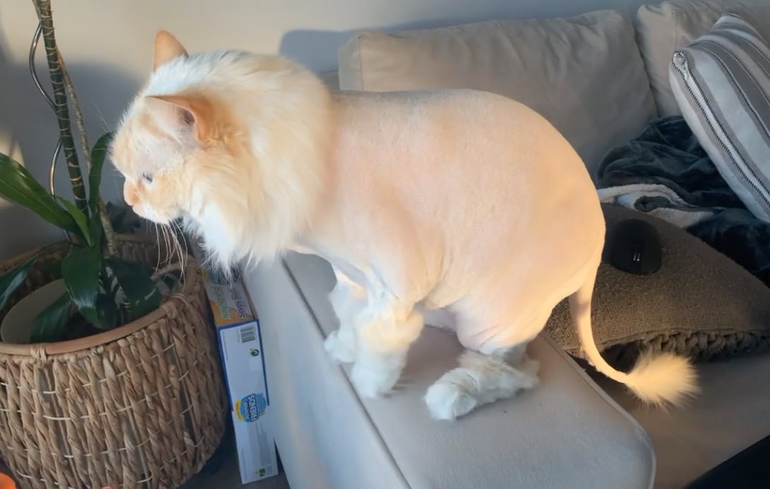 Blue with a shaved coat lion cut
