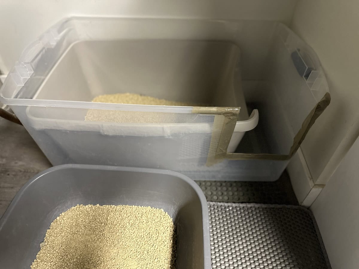 Blue's high-sided litter box with corn litter
