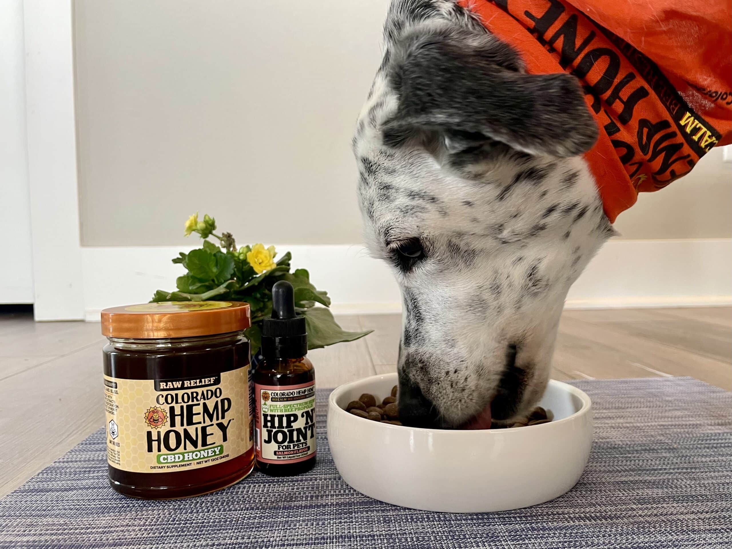 Colorado Hemp Honey CBD Pet Tincture with dalmatian dog