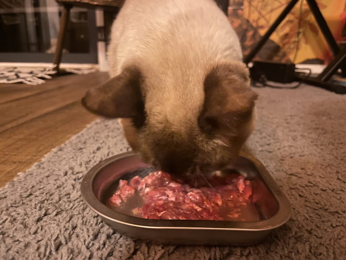 Eating for the first time in hours (which is a long stint for this guy when he's feeling well).