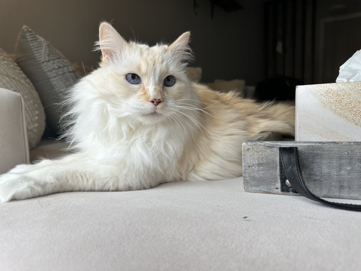 Fluffy Blue lying down