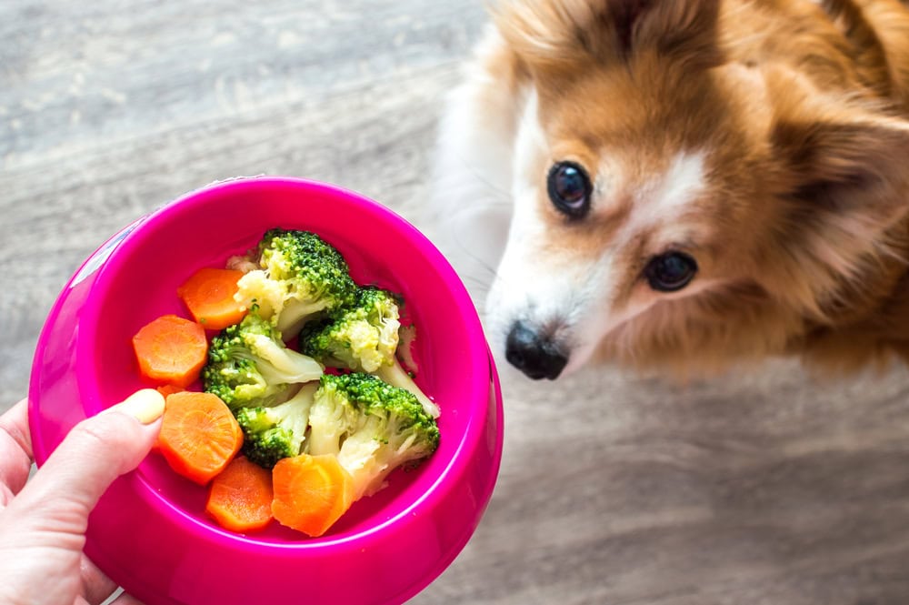 Hand of the owner with a bowl of vegetables carrots and broccoli for the dog