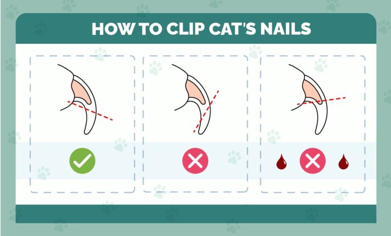 View of How to Restrain a Cat for Nail Clipping: Vet-Approved Step-by-Step ...