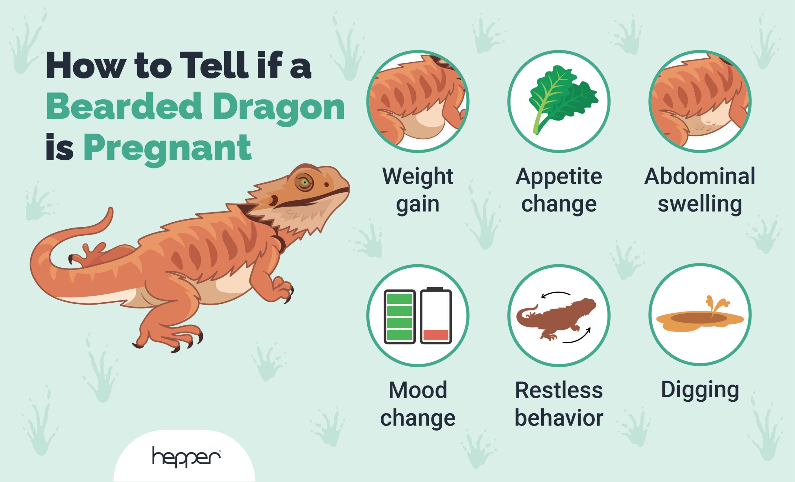 how to tell bearded dragon is pregnant