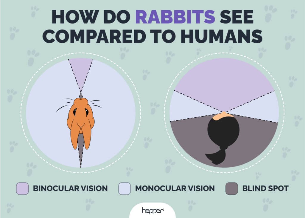 Can Rabbits See Colors? Vet-Appproved Eye Facts | Hepper Pet Resources
