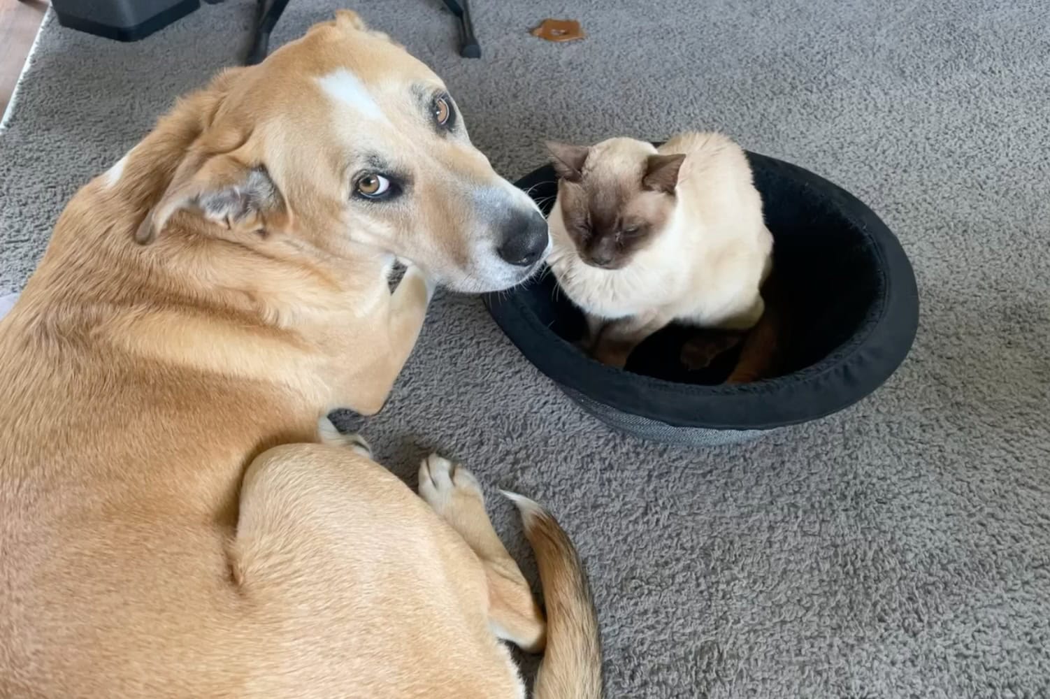 Mac's a bit disappointed he won't fit in this cat bed.